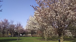 sakura kobushi.jpg sakura kobushi.jpg